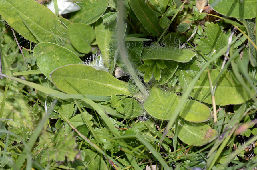 Asteracea da id. - Hieracium  cfr. hoppeanum